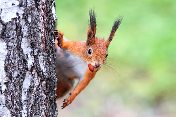40 900 Funny Squirrel Stock Photos Pictures Amp Royalty Free Images Istock 40 900 Funny Squirrel Stock Photos Pictures Amp Royalty Free Images Istock