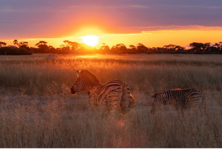 African Safari Tips 8 Things To Consider For A Safari