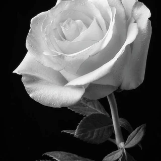 Amber's Top 10 OnlyFans Secrets Revealed