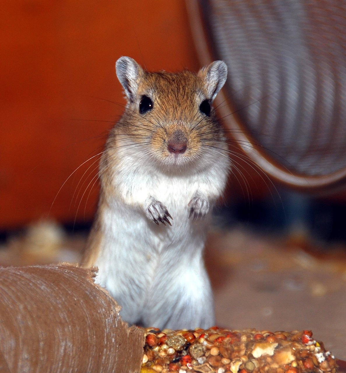 Cute Little Gerbil Free Stock Photo Public Domain Pictures