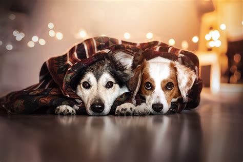 Dogs Images Wallpaper Images