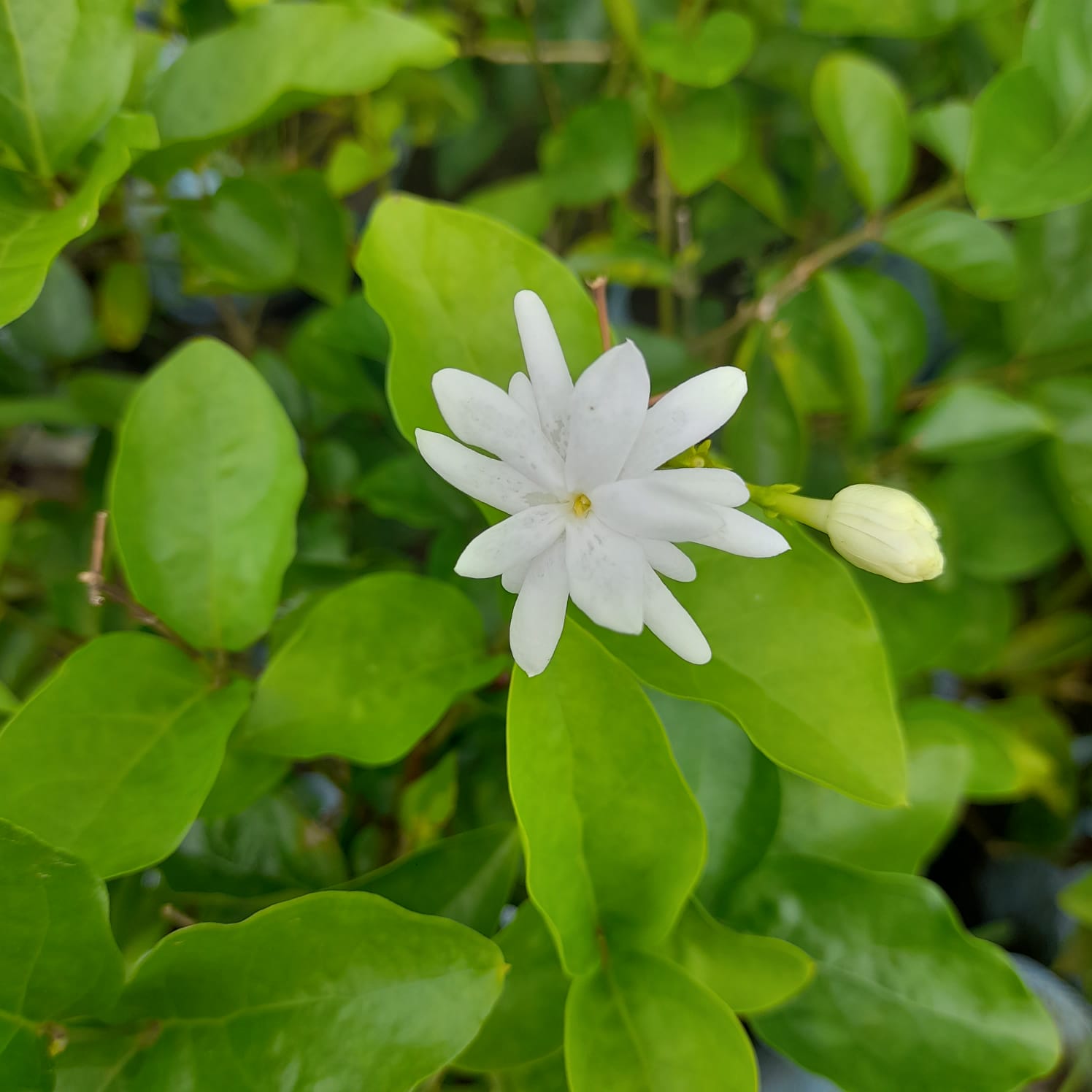 Jasmine
