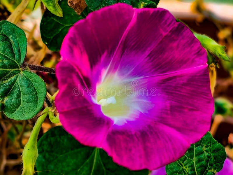 Morning Sex Indica Flower Xvideos Com